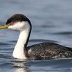 Western Grebe